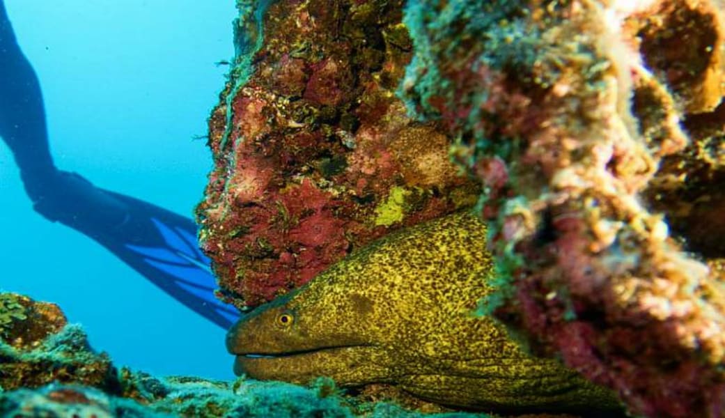 Oahu Shallow Reef Dives - 4 Hours