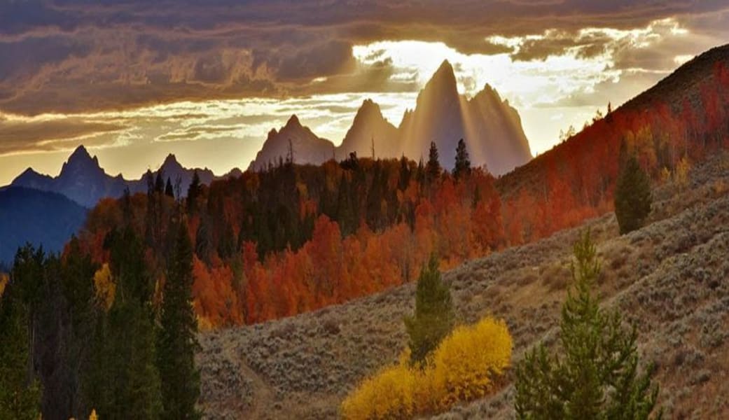 Jackson Hole Summer & Fall Wildlife Sunset Safari, Grand Teton National Park - Half Day