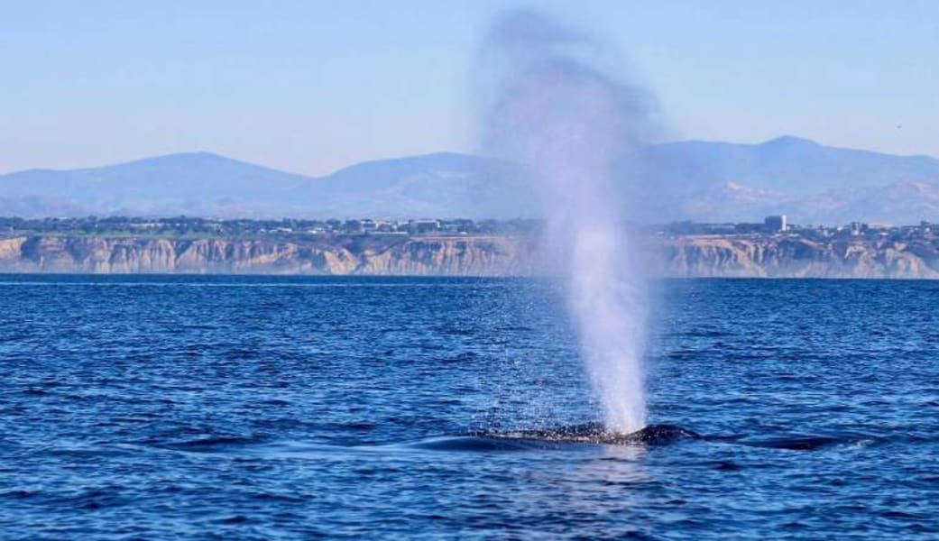 Tandem Kayak Tour La Jolla With Whale Watching - 2 Hours