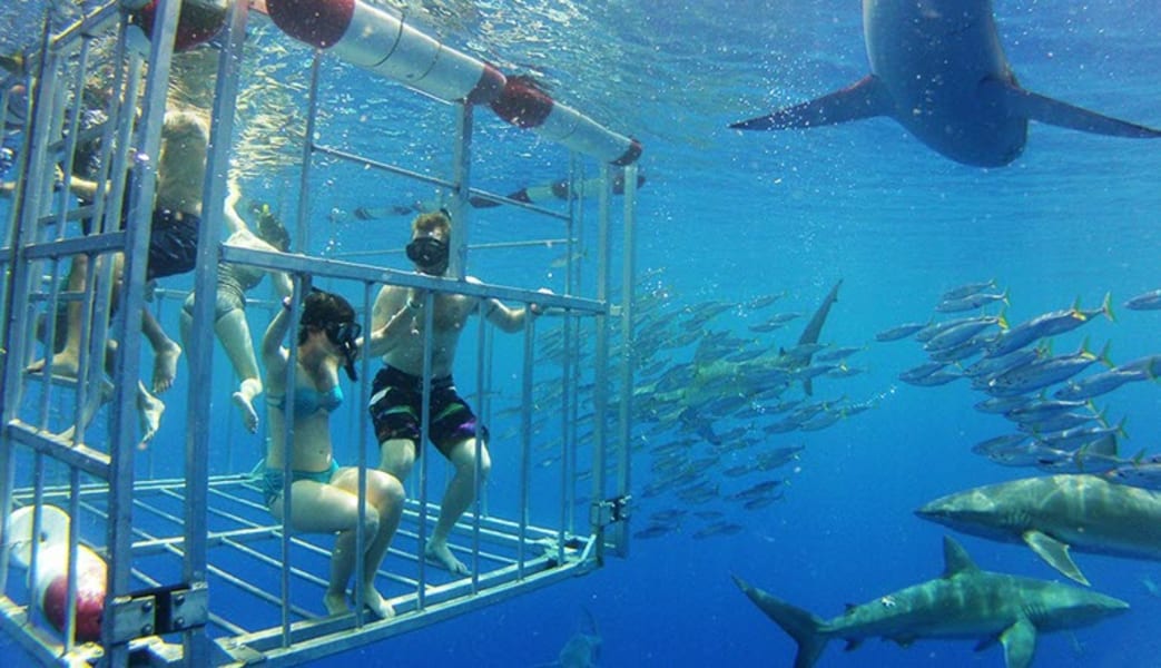 Buy Cheap Shark Diving Oahu, Shark Cage Dive Hawaii on Oahu’s North