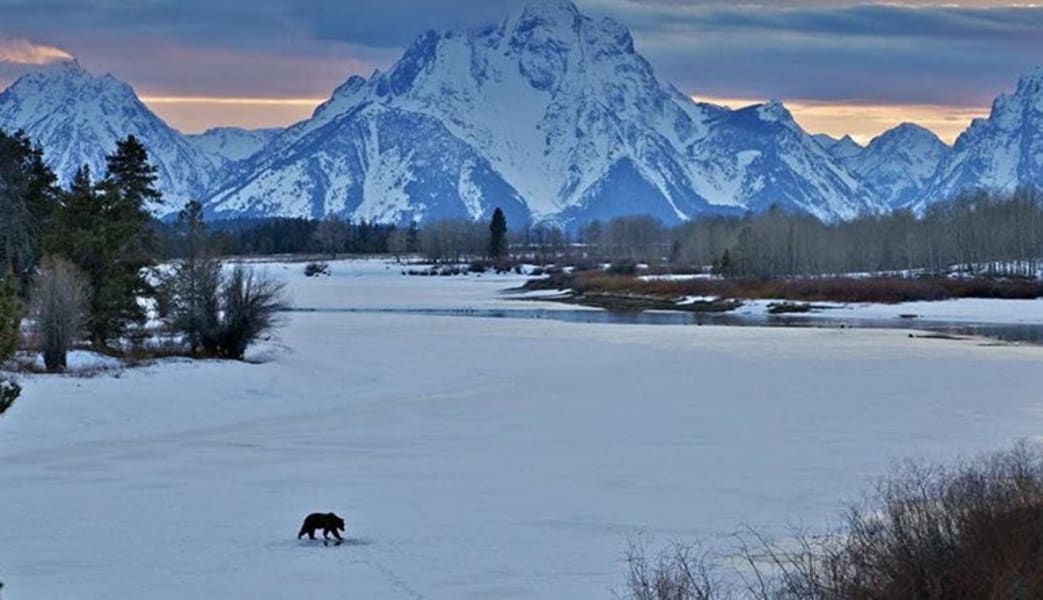 Jackson Hole Winter Wildlife Sunset Safari, Grand Teton National Park - Half Day