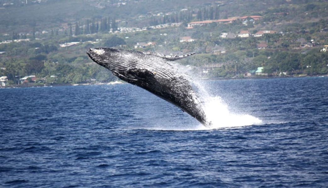 Big Island Whale Watching Catamaran Cruise - 2 Hours 30 Mins