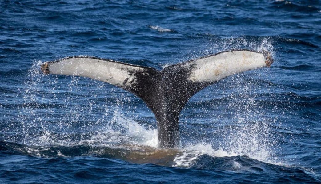 Image of Dolphin and Whale Watching Safari, Dana Point - 2.5 Hours