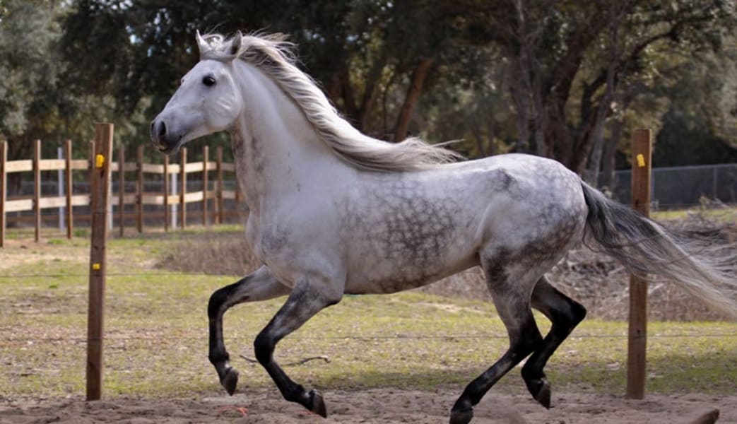 Horseback Riding Orlando, Interactive Experience - 1 Hour 30 Minutes