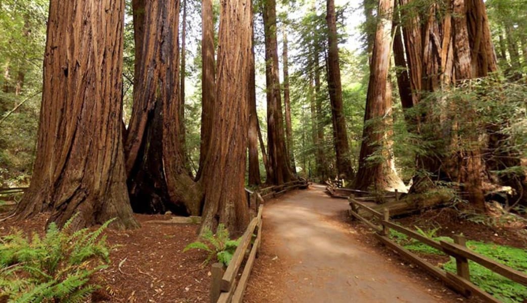 San Francisco Luxury Coach Tour, Muir Woods National Monument - 3 Hours 30 Minutes