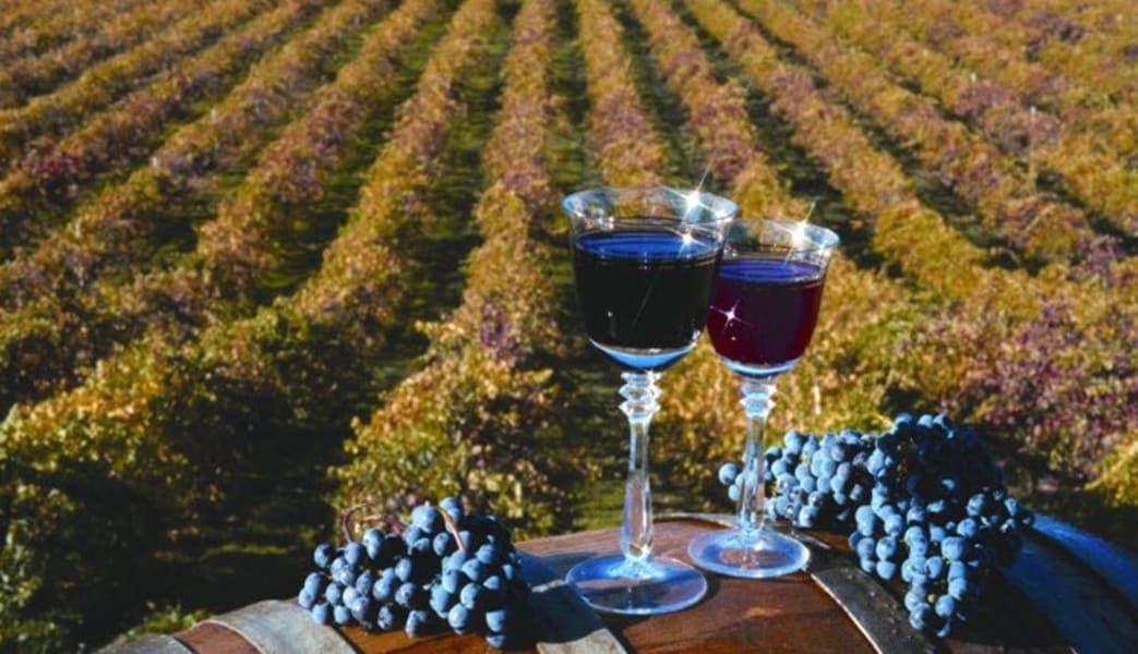 San Francisco Luxury Coach Tour, Wine Country Wine Tasting Experience - 8 Hours