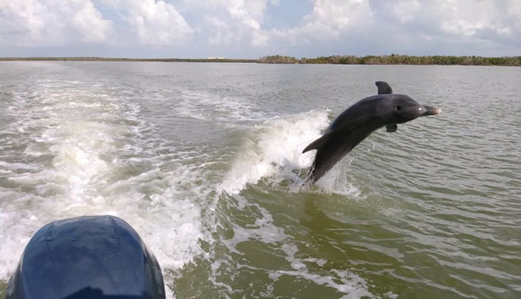 Image of Guided Power Boat Dolphin and Wildlife Tour - Florida Everglades