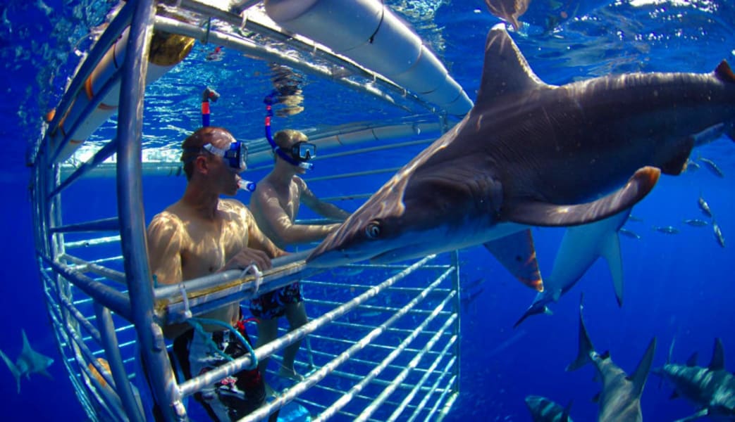 Shark Cage Dive Oahu, North Shore - 2 Hours