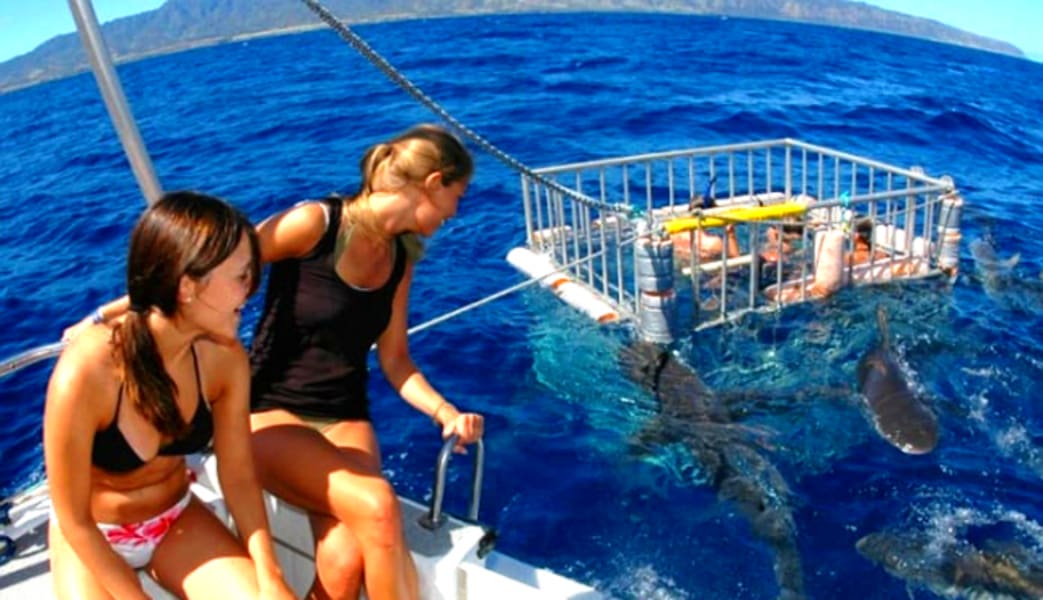 Shark Tour Oahu, North Shore - 2 Hours (Ride Along Experience, No Diving Included)