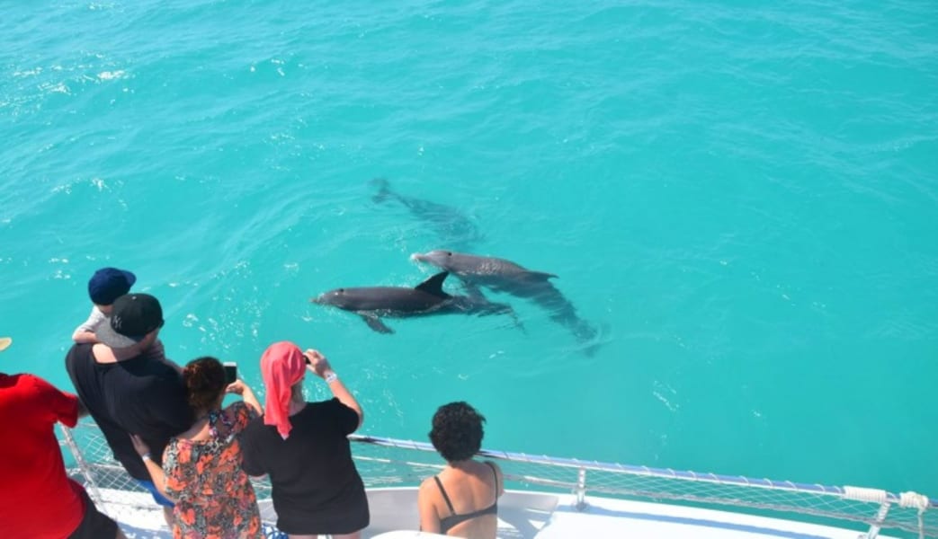 Key West Day Cruise, Dolphin Watch And Snorkel Experience - 3 Hours