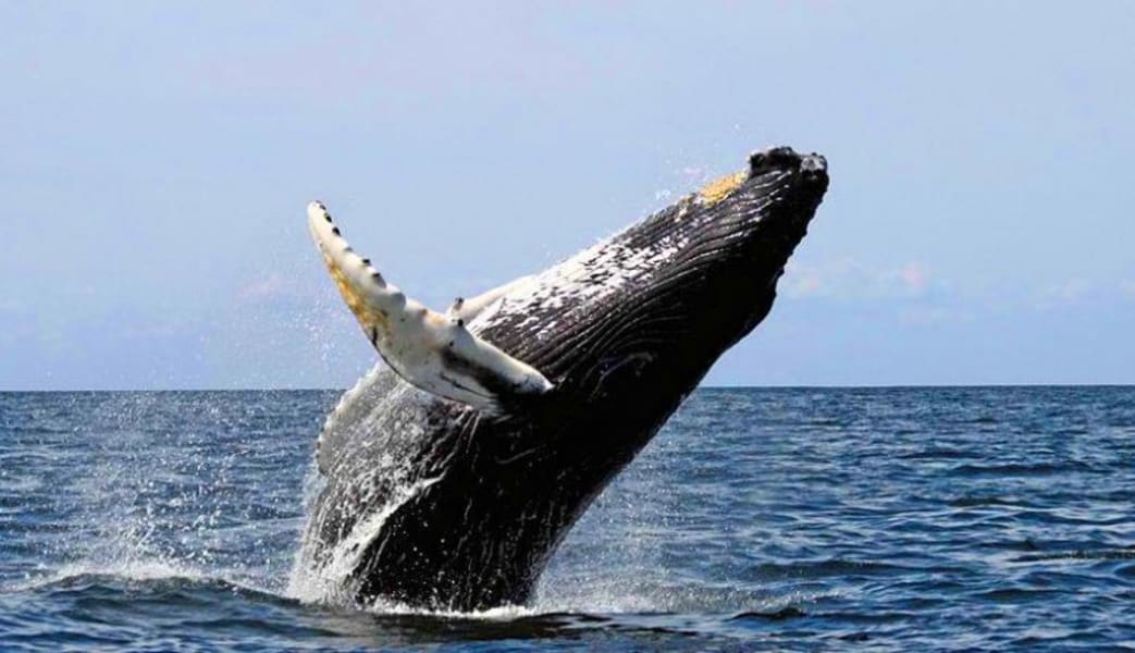 Whale Watching Tour Oahu, North Shore - 2 Hours