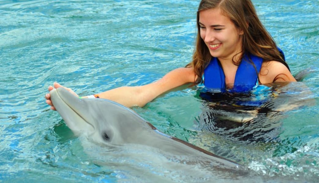 Dolphin Odyssey Miami with Admission to Seaquarium - 30 Minute Swim with Dorsal Pull