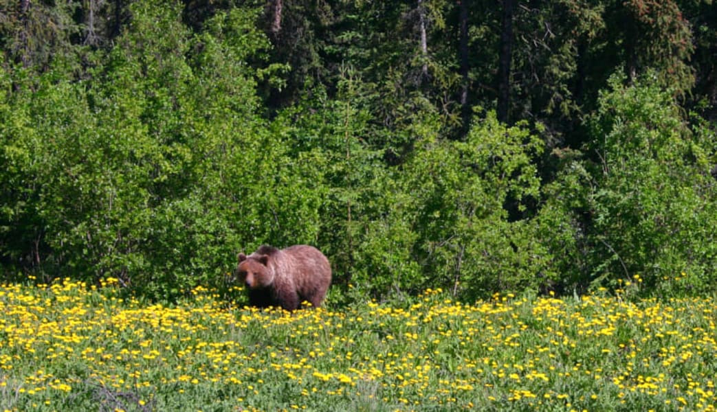 Yukon Hummer Tour Klondike - 5 Hours