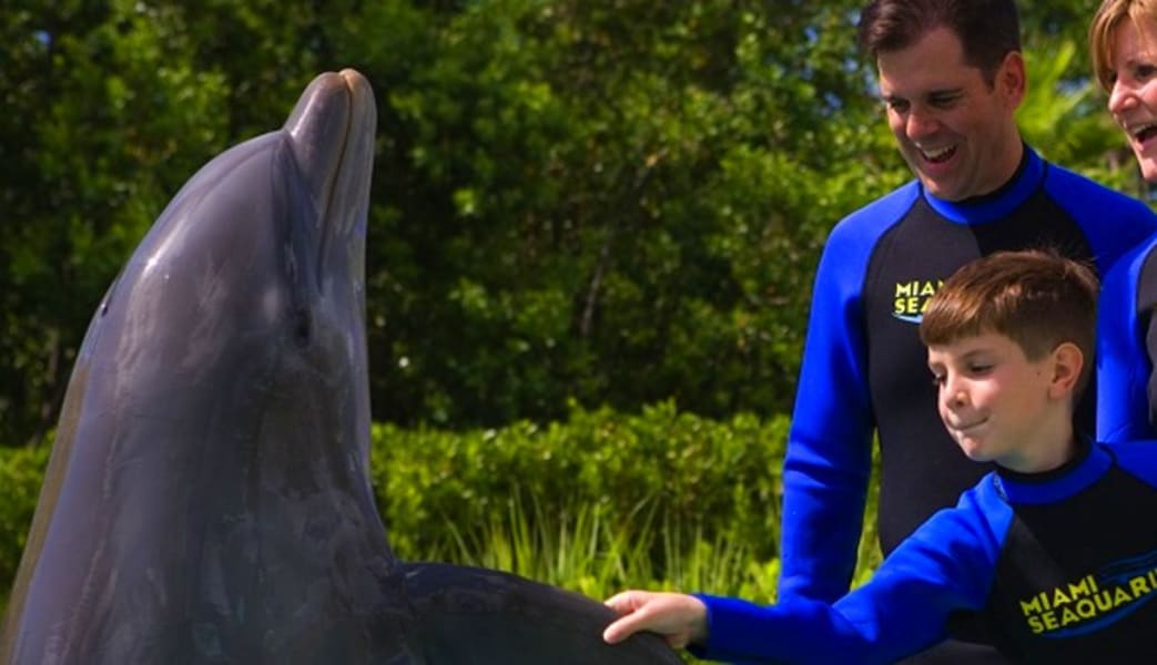 Image of Dolphin Encounter Miami with Admission to Seaquarium - 30 Minute Swim