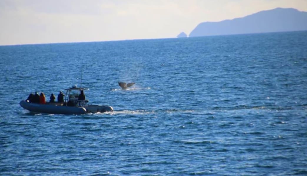 Image of Winter Whale Watching Cruise San Diego - 3.5 Hours
