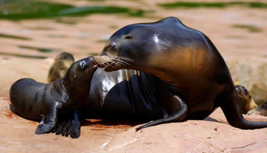 Sea Lion Swim Hawaii with Admission to Sea Life Park - 30 Minute Swim