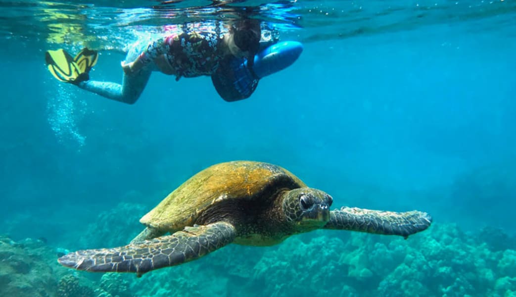 Private Sea Scooter Snorkeling Tour Maui - 2 Hours