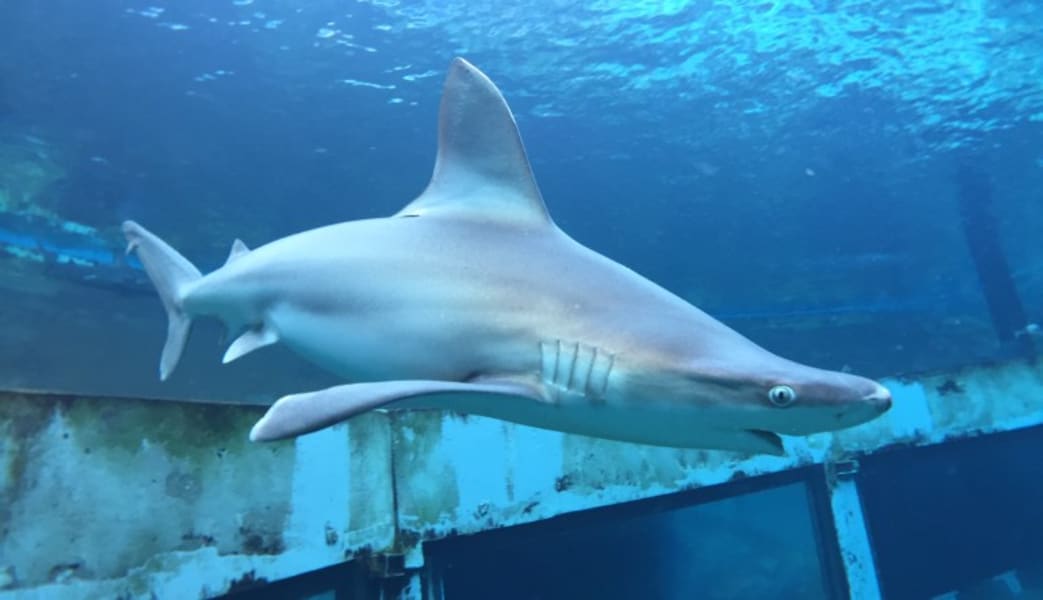 Image of Shark Encounter Adventure Tour Oahu - 7 Hours with Luxury Transportation