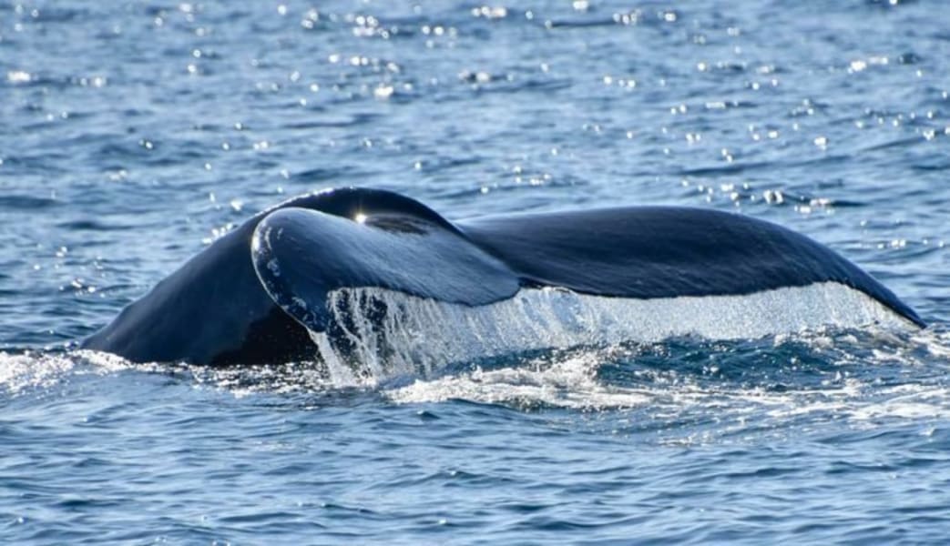 Image of Whale & Dolphin Watching Tour, Dana Point - 2 Hours