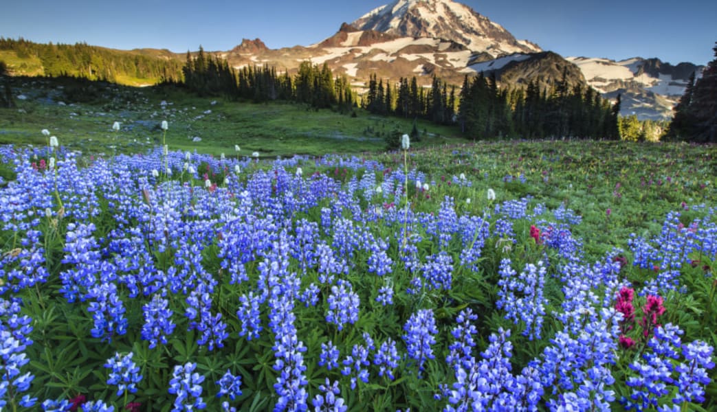 Image of Bus and Walking Tour Seattle, Mt. Rainier National Park - Full Day