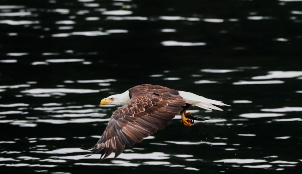 Image of Seaplane & Hiking Adventure Tour - San Juan Islands (2 Passengers)
