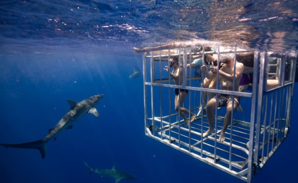 Shark Cage Dive Oahu, North Shore - 2 Hours