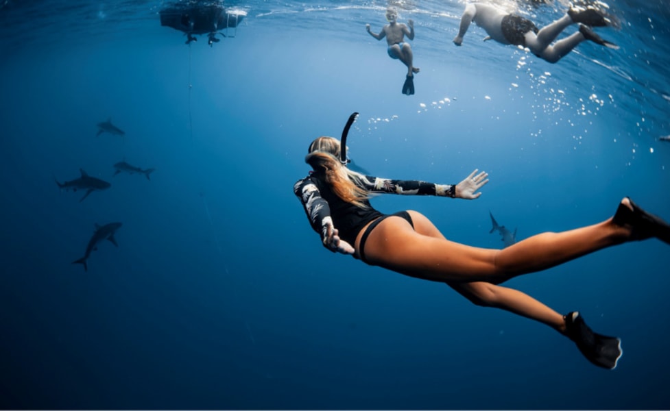Oahu Shark Free Dive - 1.5 Hours