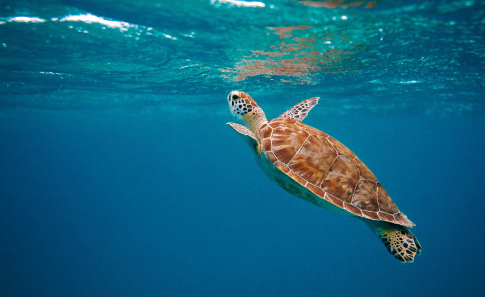 Private Reef Snorkel Eco Tour Oahu - 2 Hours