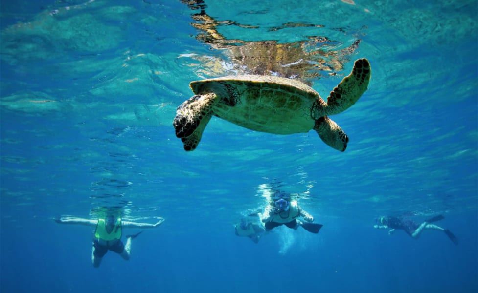 Snorkeling For Beginners, Wailea Beach - 1.5 Hours