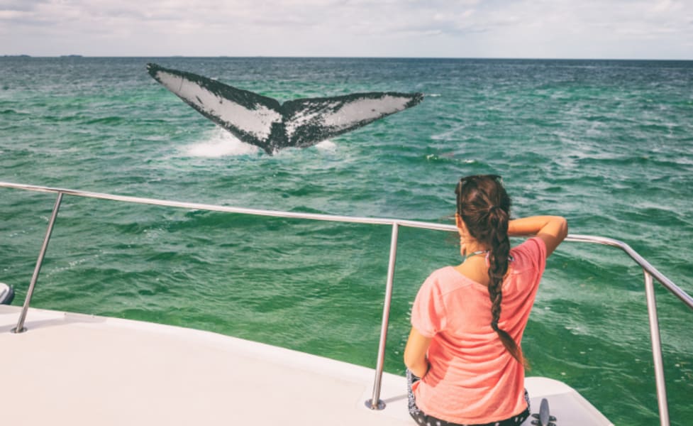 San Diego Whale Watching Tour Weekends - 3.5 Hours