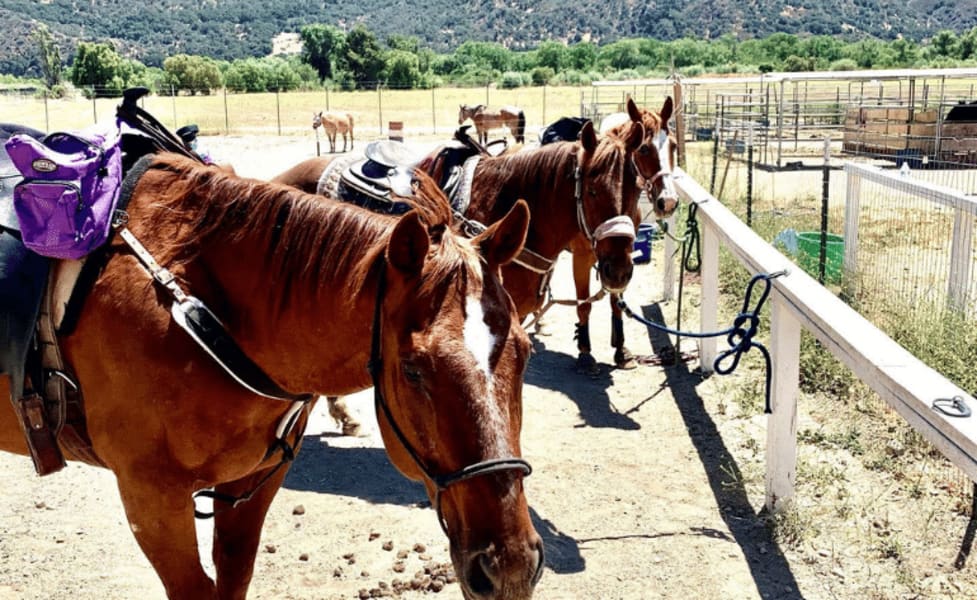 Private Santa Ynez Valley Horseback Riding - 75 Minutes