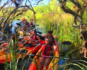 Kayak or Canoe Eco Tour, Mangrove Tunnel - 3 Hours