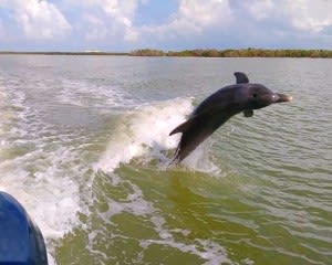 Guided Power Boat Dolphin and Wildlife Tour - Florida Everglades