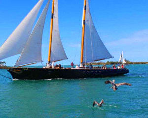 Boston Harbor Day Sail - 1.5 Hours