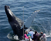 Whale Watch Tour Boston - 4 Hours