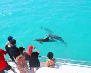 Key West Day Cruise, Dolphin Watch and Snorkel Experience - 3 Hours