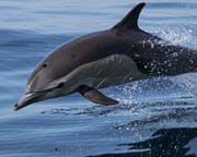 Dolphin and Whale Watching Safari, Dana Point - 2.5 Hours