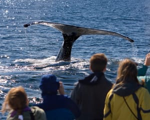 Private Whale Watch Eco Tour - 2 hours