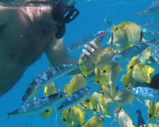 Sail and Snorkel Morning Tour, Oahu - 3 Hours