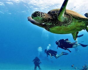 Oahu Scuba Diving, One Tank Reef Dive in Waikiki - 2 Hours