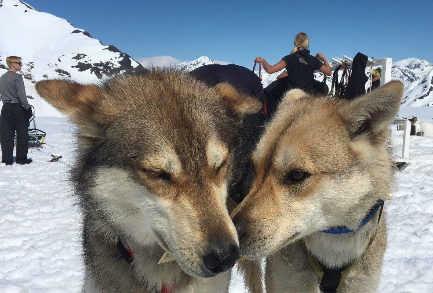 Dog Sled Rides & Helicopter Tour, Anchorage Alaska
