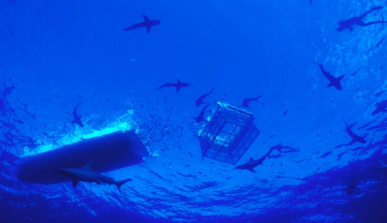 Shark Cage Dive Oahu Hawaii North Shore shark swim encounter