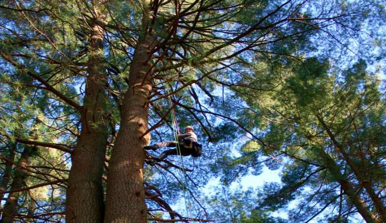 Ziplining Big Bear Lake - 3 Hours