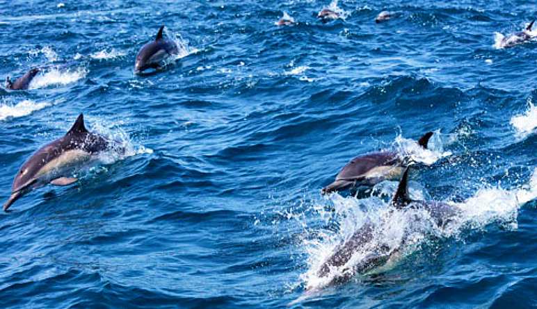 Whale and Dolphin Watching Tour, San Diego - 3 Hours