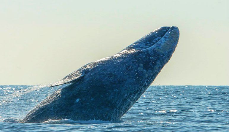 Whale and Dolphin Watching Tour, San Diego - 3 Hours