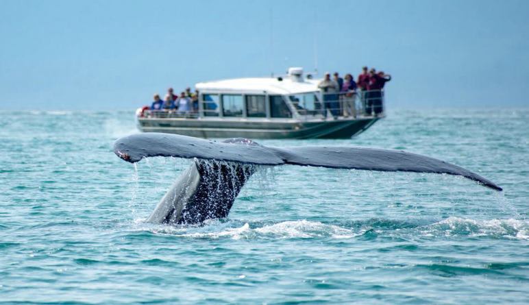 Whale Watching Tour, Juneau Alaska