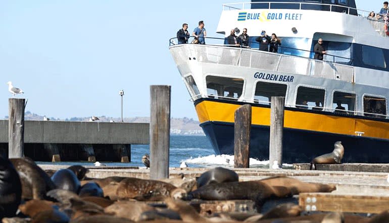 San Francisco Bay Cruise Adventure Seals