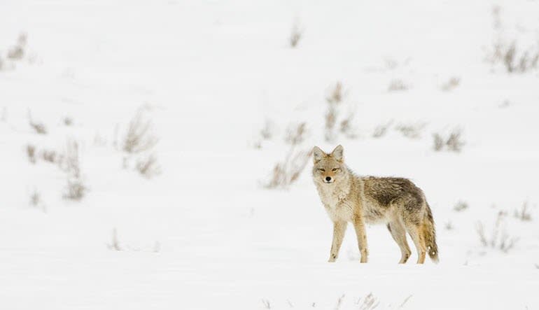 Jackson Hole Winter Wildlife Sunset Safari Fox