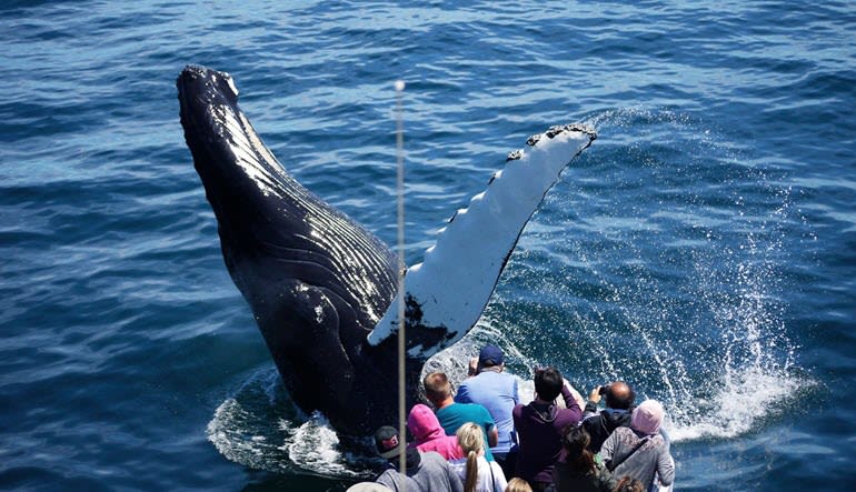 Whale Watch Tour Boston Majestic