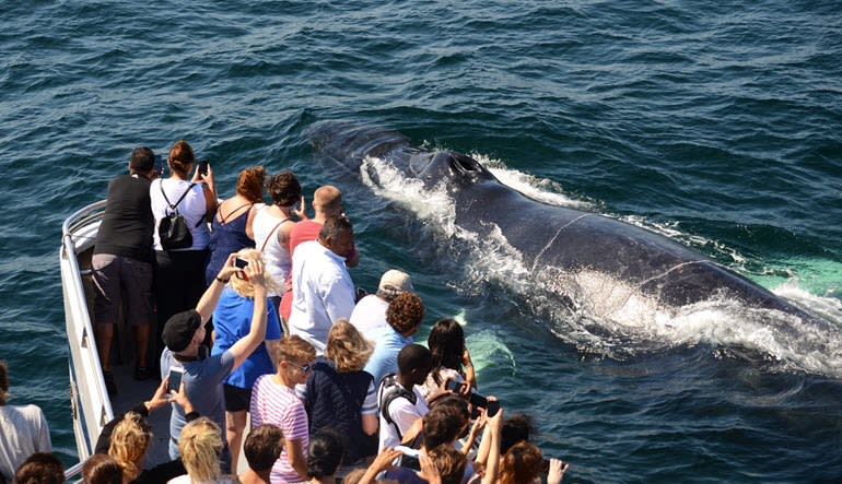 whale watching tours in boston